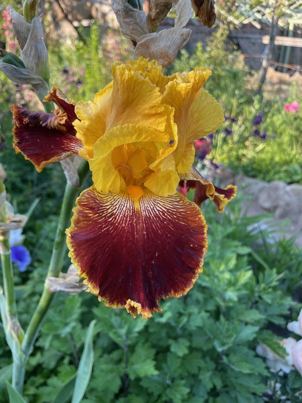 Yellow-and-burgundy bearded iris in a Georgian garden