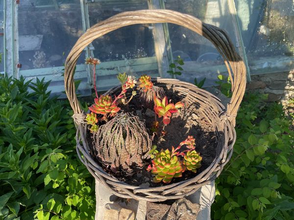 Succulents arranged in a wicker basket in the garden