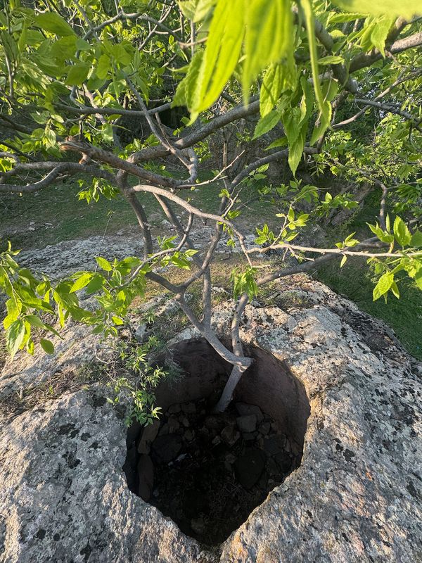 A tree growing from a rock — Dmanisi