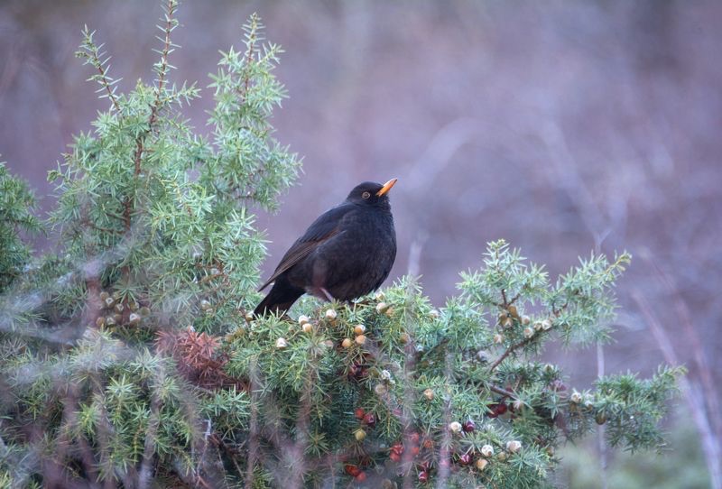 A blackbird resting on a juniper bush in the reserve