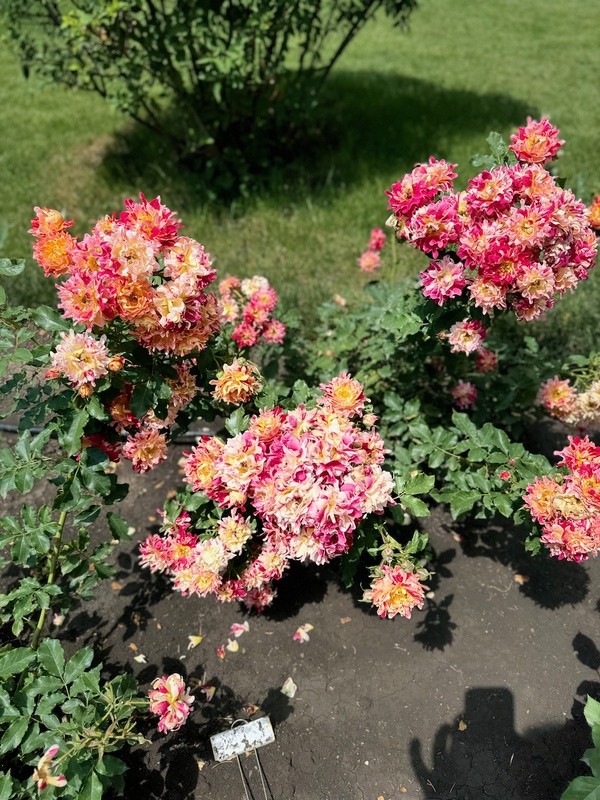 Bodbe monastery rose garden — colourful roses