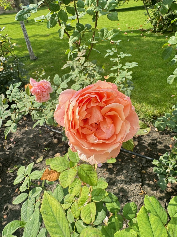 Orange rose in Bodbe monastery garden