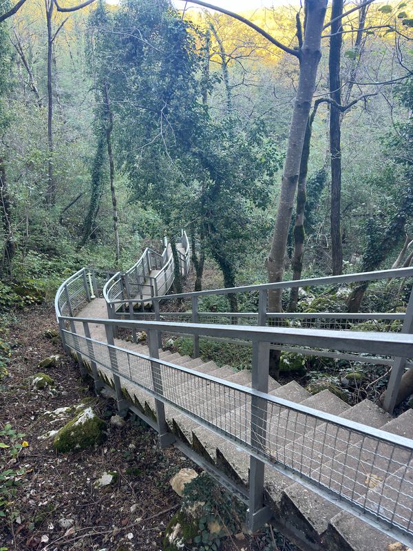 Wooden staircase with railings leading down through the forest