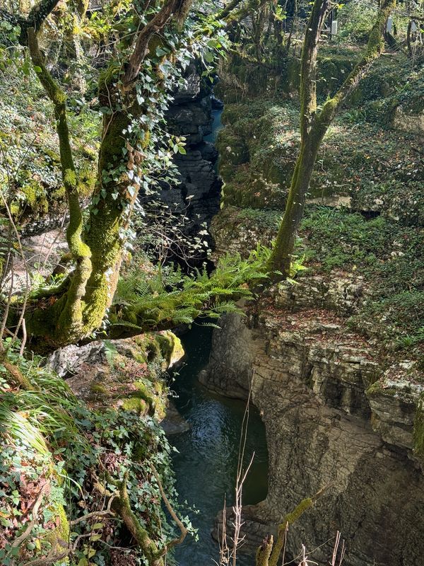 Mossy trees overhanging the canyon gorge